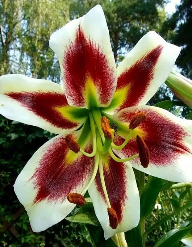 Лилия Беверли Дрим